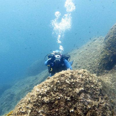 d-dive 9 d-dive 9
